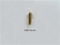 藏品(雙帶長苔蛾)的圖片